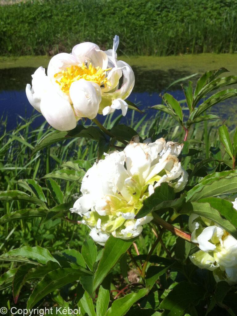 Paeonia Green Halo