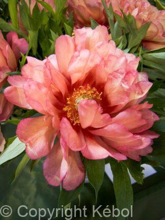 Paeonia itoh Hillary - Case