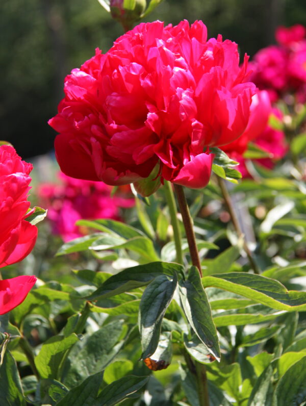 Paeonia Belgravia - bag