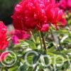 Paeonia Belgravia