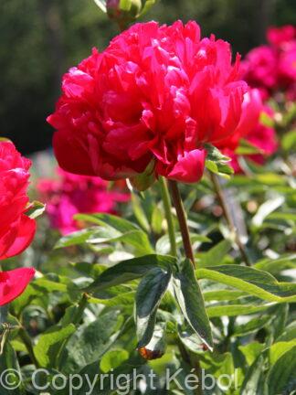 Paeonia Belgravia - bag