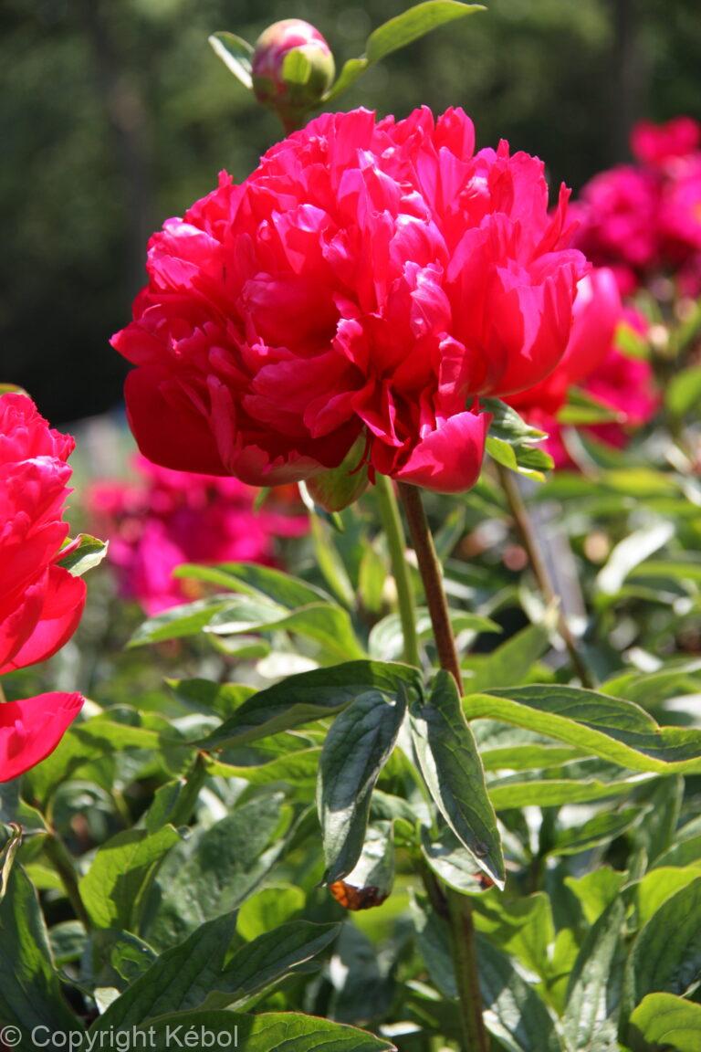Paeonia Belgravia