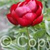 Paeonia Blaze