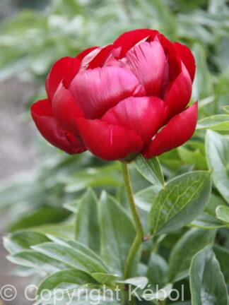 Peaonia Blaze - case