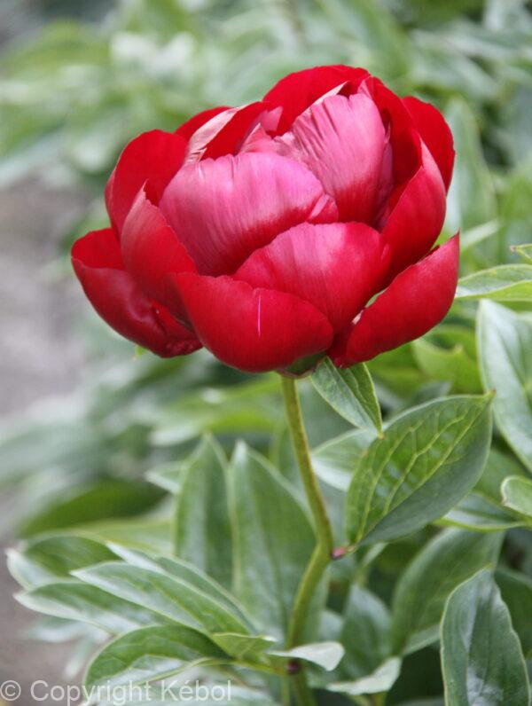 Paeonia Blaze