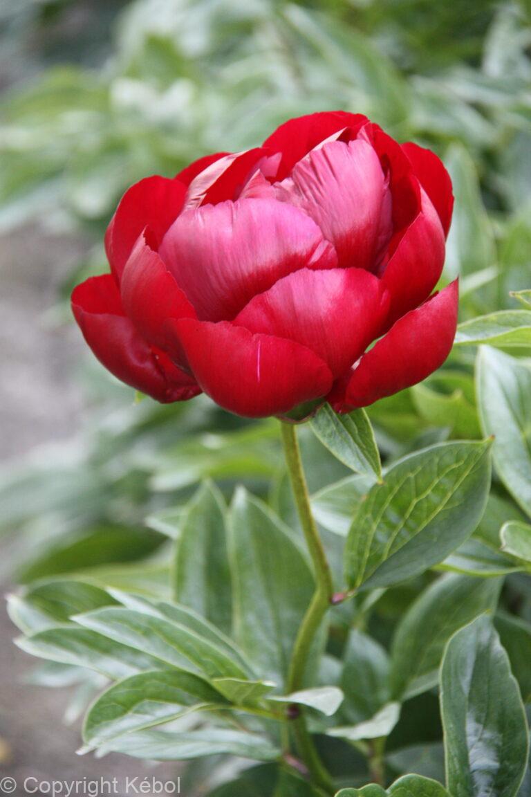 Paeonia Blaze