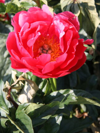 Paeonia Coral Magic - bag