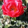 Paeonia Coral Magic