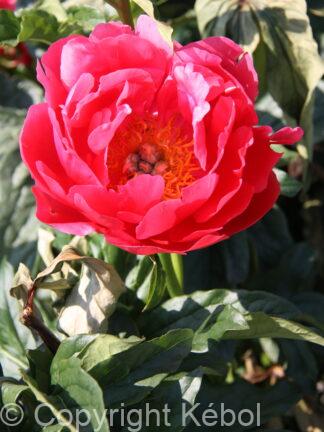 Paeonia lactiflora (D) Coral Magic - Bag