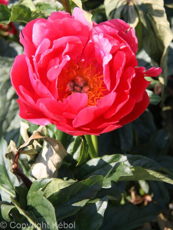 Paeonia Coral Magic