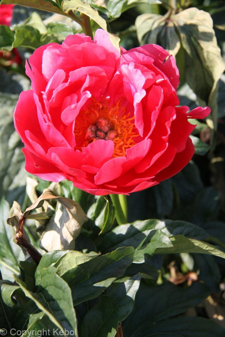 Paeonia lactiflora (D) Coral Magic - Bag