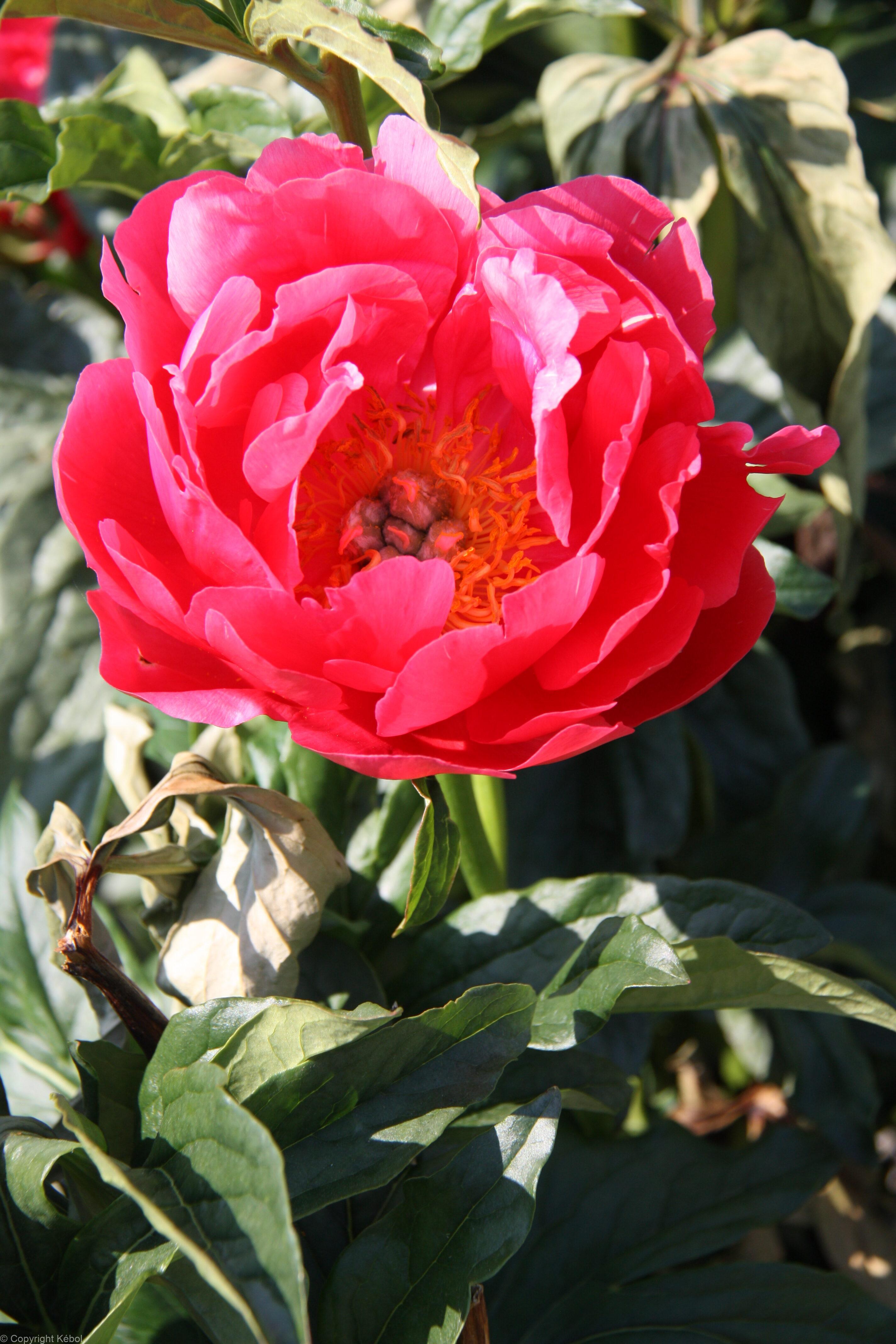Paeonia lactiflora (D) Coral Magic - Case