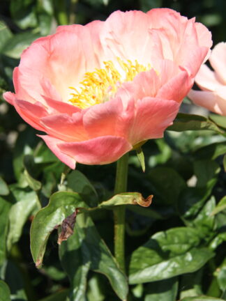Paeonia Coral Sunset - bag