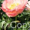 Paeonia Coral Sunset