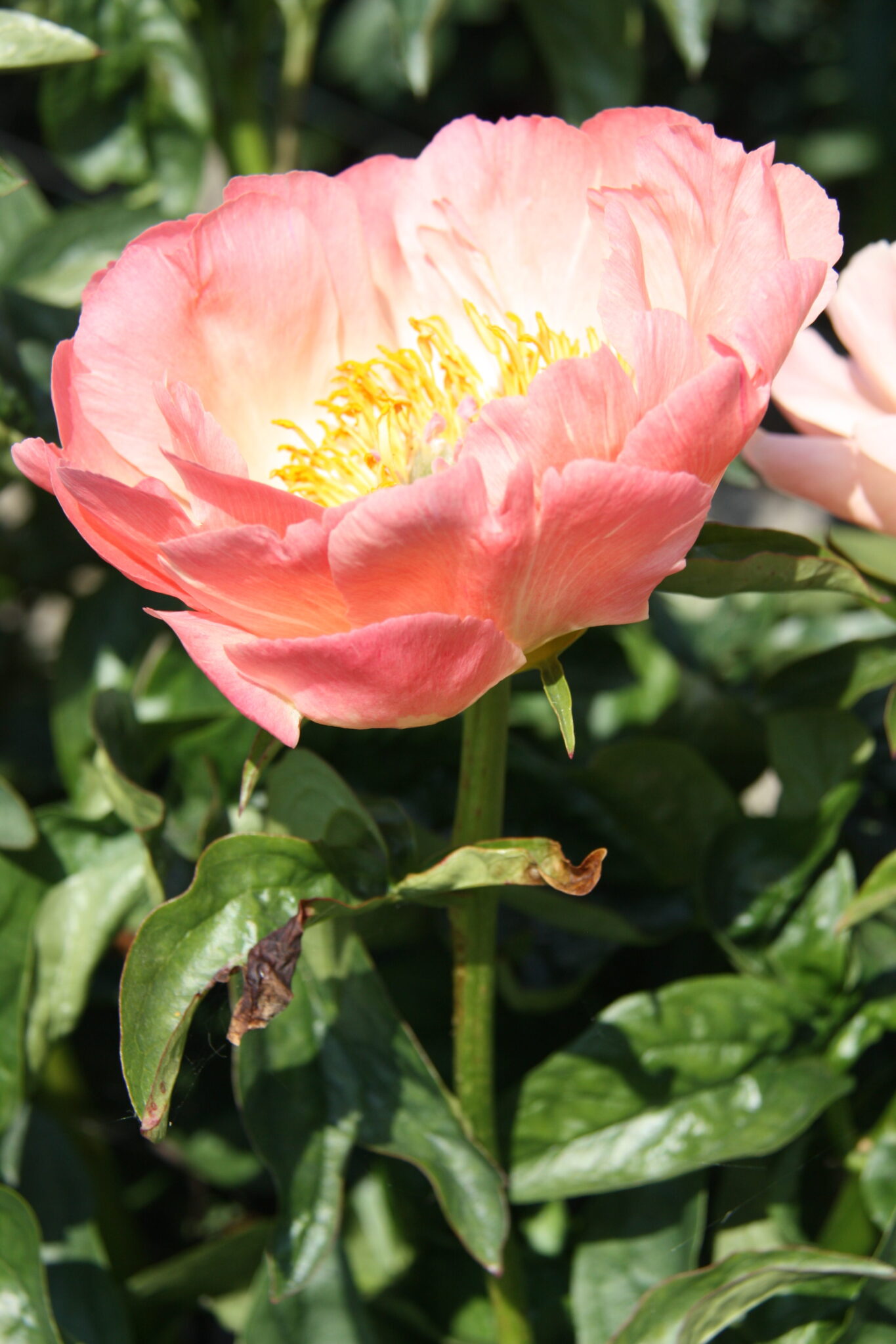 Paeonia Coral Sunset