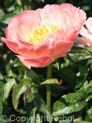 Paeonia Coral Sunset - bag