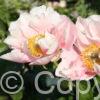 Paeonia Salmon Chiffon