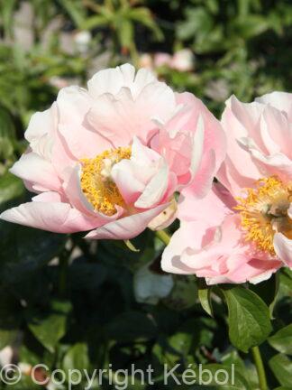Paeonia Salmon Chiffon - case