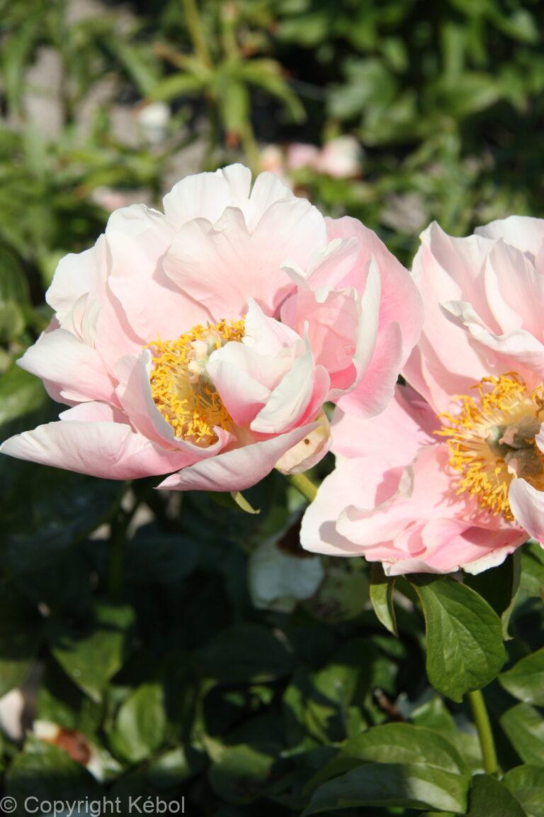 Paeonia Salmon Chiffon