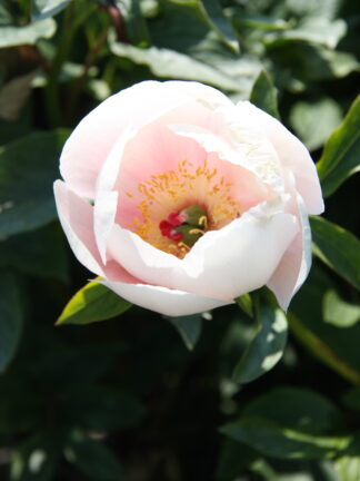 Paeonia Soft Salmon Saucer - case