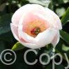Paeonia Soft Salmon Saucer