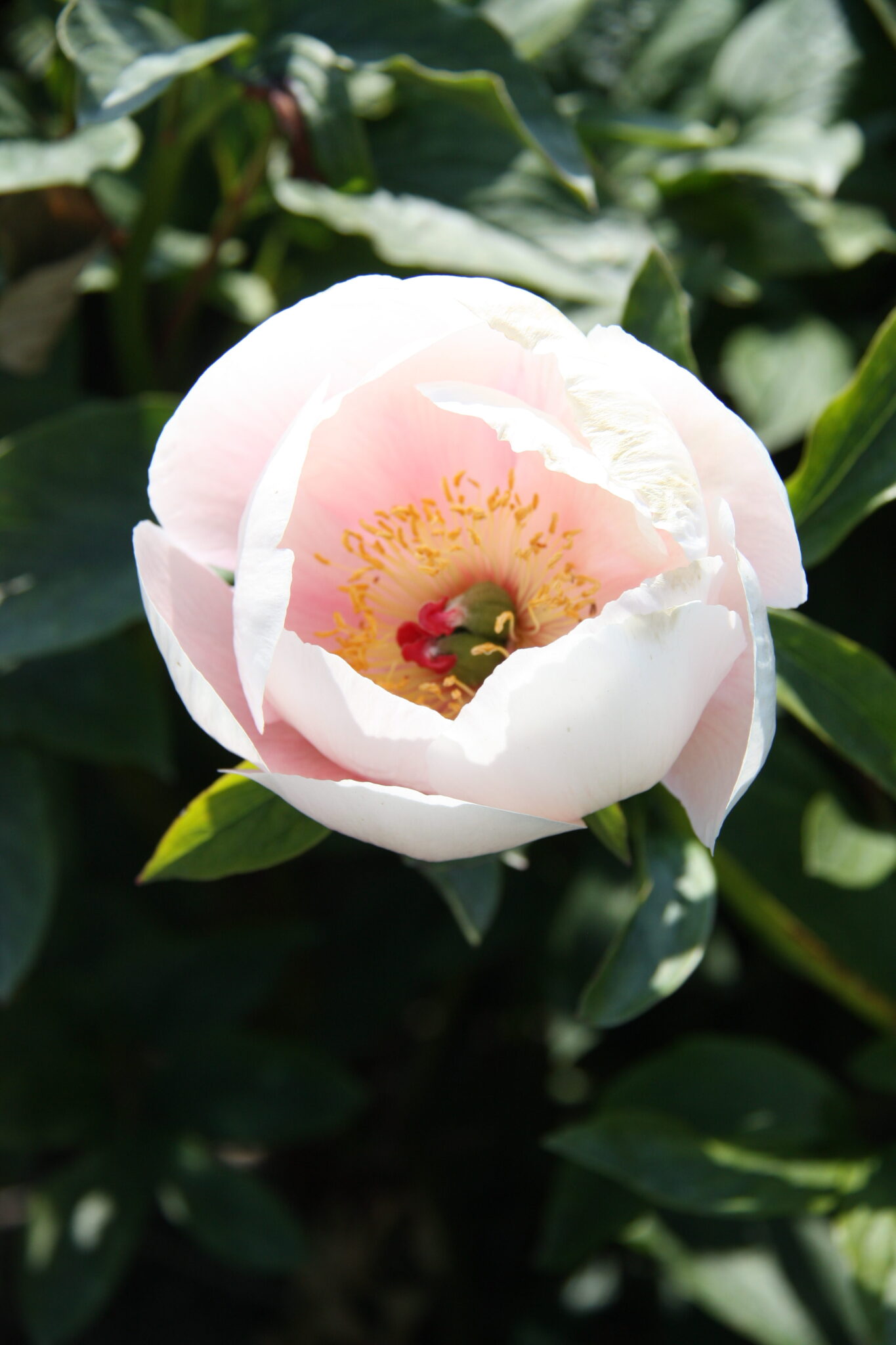 Paeonia Soft Salmon Saucer
