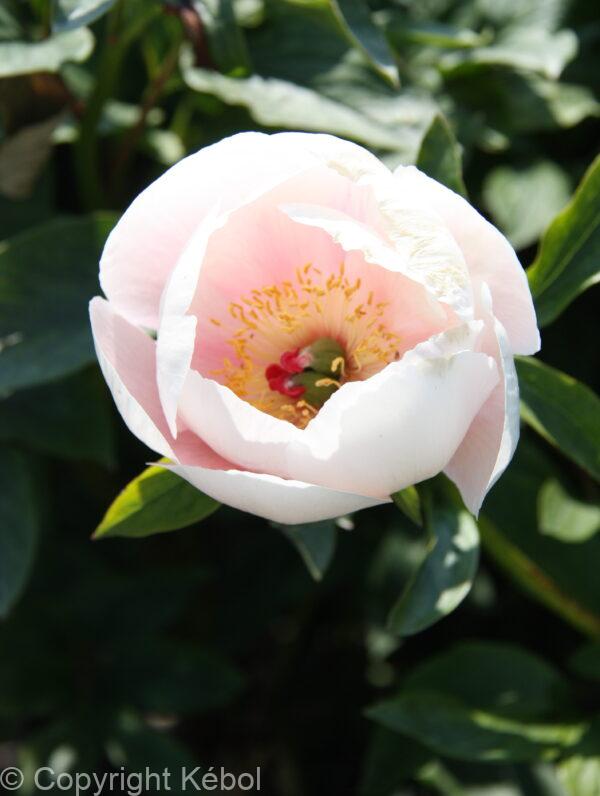 Paeonia Soft Salmon Saucer
