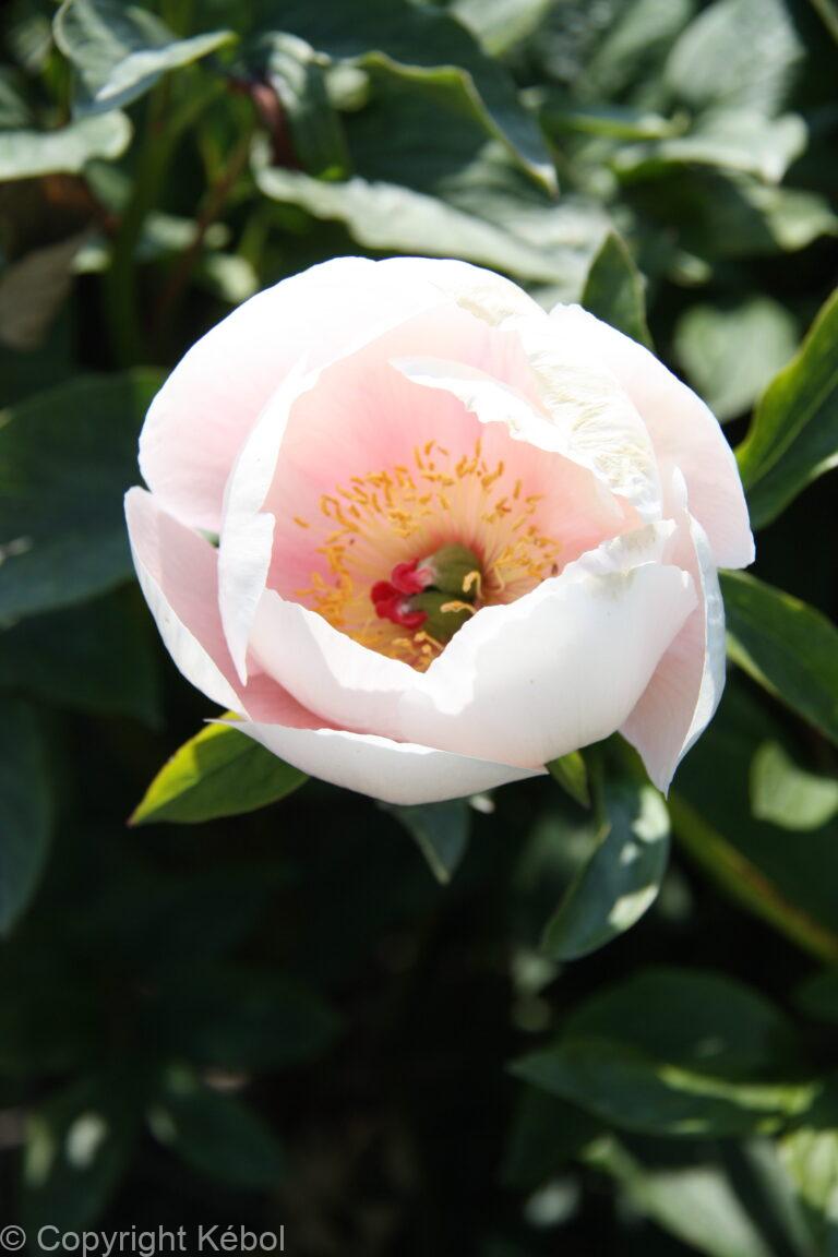 Paeonia Soft Salmon Saucer