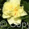 Paeonia Bartzella