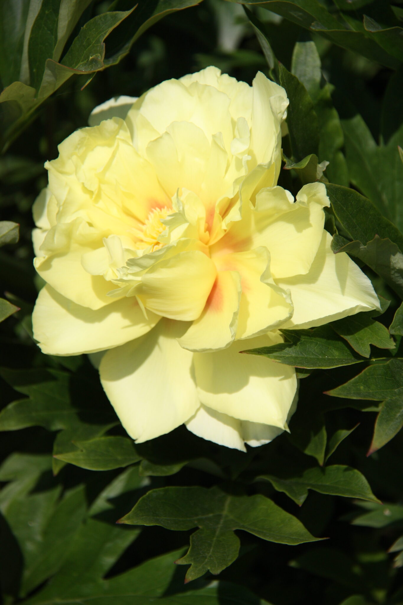 Paeonia Bartzella
