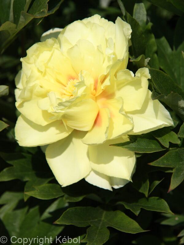 Paeonia Bartzella