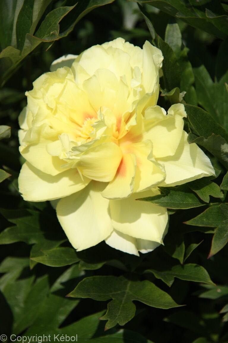 Paeonia Bartzella