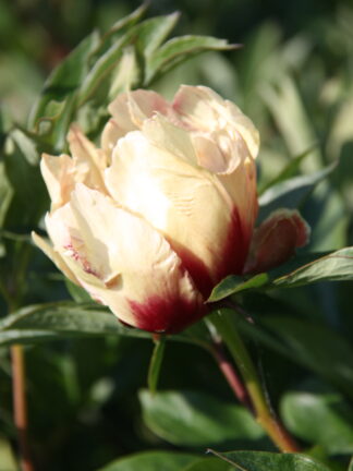 Paeonia Border Charm - bag
