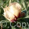 Paeonia Border Charm