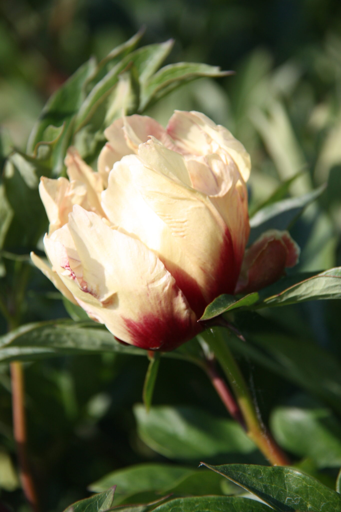 Paeonia Border Charm