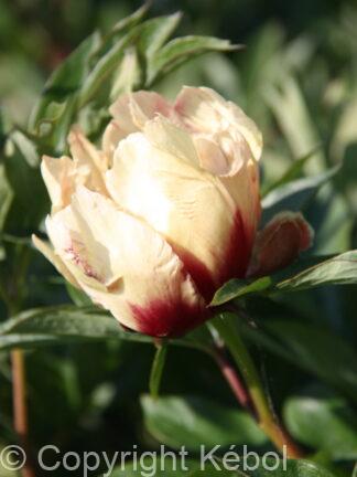 Paeonia Border Charm - case