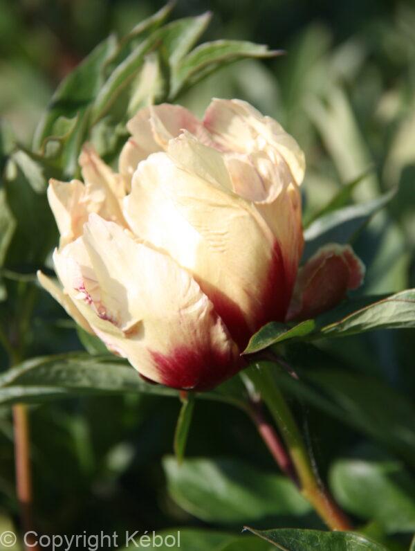 Paeonia Border Charm