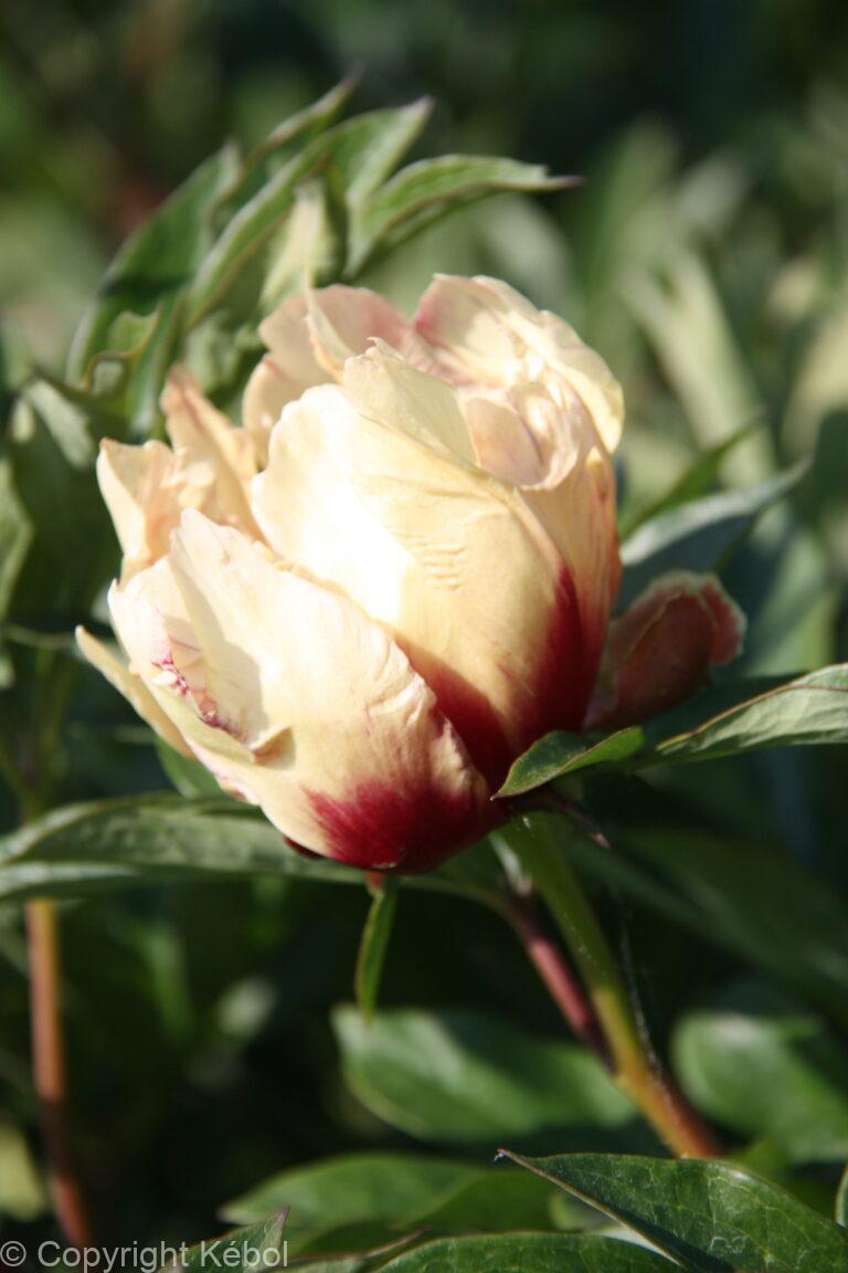 Paeonia Border Charm