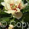 Paeonia Canary Brilliant