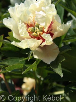 Paeonia Canary Brilliant - bag