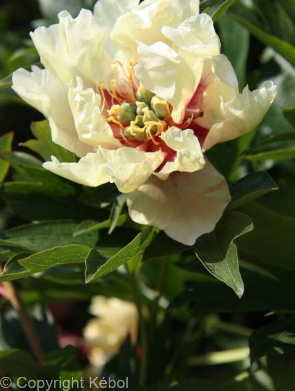 Paeonia Canary Brilliant