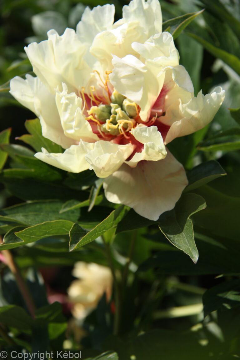 Paeonia Canary Brilliant