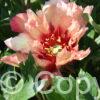 Paeonia Copper Kettle