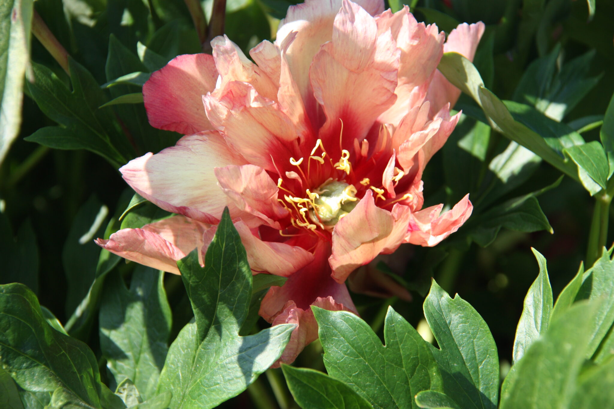 Paeonia itoh Copper Kettle - Bag