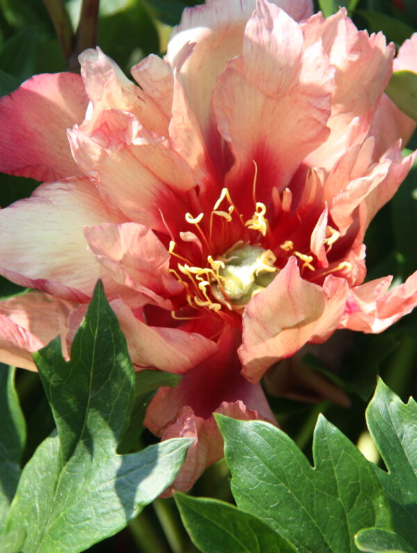 Paeonia Copper Kettle - bag