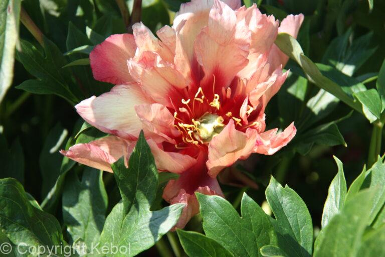 Paeonia itoh Copper Kettle - Bag