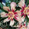 Paeonia Court Jester