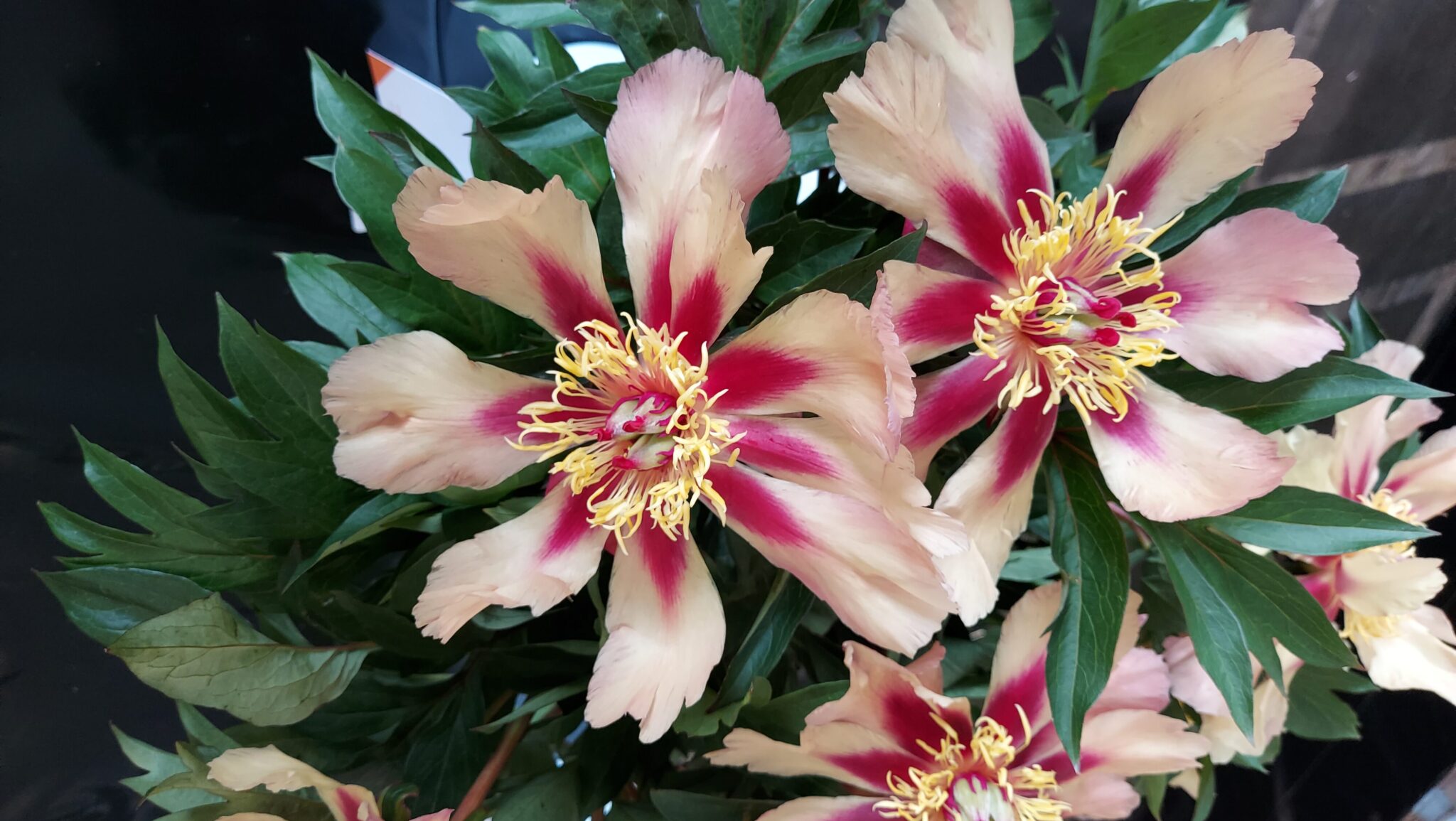Paeonia Court Jester