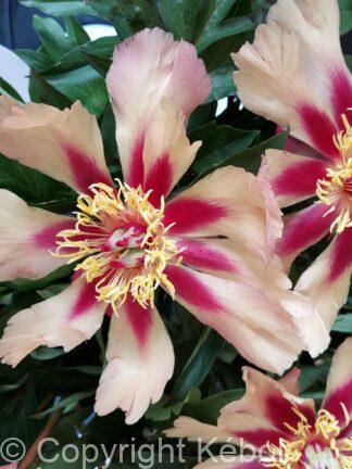 Paeonia Court Jester - bag