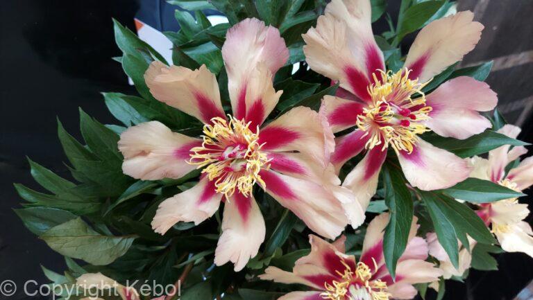 Paeonia Court Jester